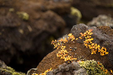 Iceless landscape with moss, lava, stone and lichen.