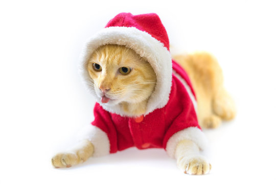 Cat tongue and dressed Christmas santa suit on white background