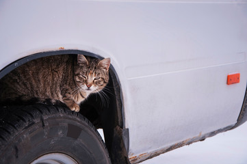 Stray street cat sits on car wheel. Homeless cat hiding looking for warmth in cold weather (life in...