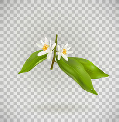 Blossoming citrus plant branch isolated ontransparent background. Realistic Vector Illustration