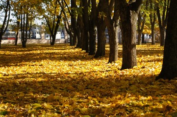 autumn in the park