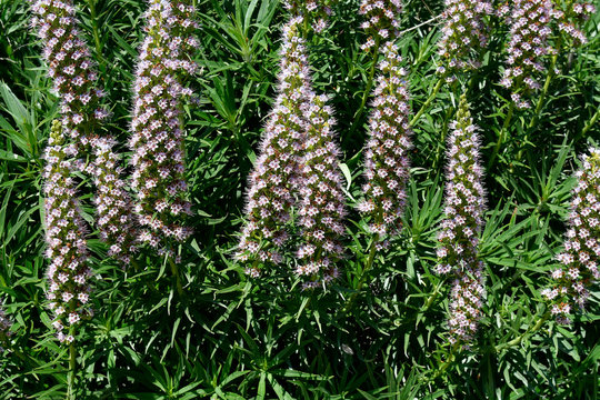 Spain, Canary Islands, Tenerife, Botany
