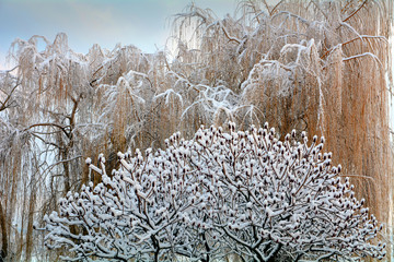ośnieżone drzewa © robert6666