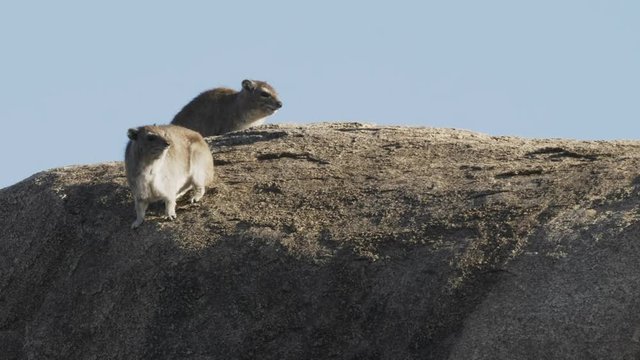 4K 60p clip of a pair of rock hyrax enjoying morning sun at serengeti national park in tanzania