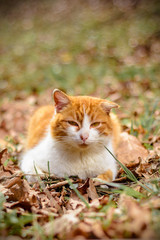 Naklejka na ściany i meble Amazing red cat rested lying in the woods