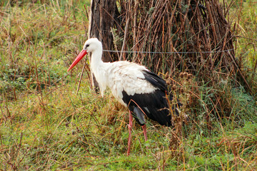 Single white stork (Ciconia ciconia) walking in field through on a green meadow looking for food. Stork is resting on ground in its natural habitat, looking for prey in natural environment at zoo.