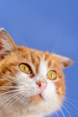 A magnificent red cat with yellow eyes close up on a blue sky background