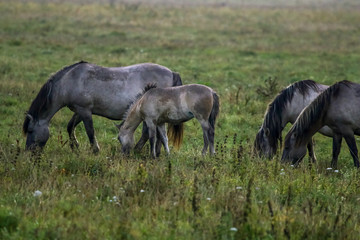 Obraz na płótnie Canvas Wild horses grazing in the meadow on foggy summer morning.