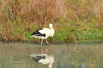 White stork walking, fishing, fishermen and hunt fish on lake in nature. Stork standing in water its natural habitat, Ciconia looking for prey in natural environment at zoo. Bird reflection in water.