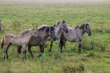 Naklejka na ściany i meble Wild horses grazing in the meadow on foggy summer morning.