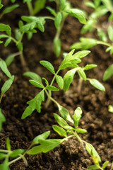 Charming little tomato seedlings on a background of brown soils from black soil
