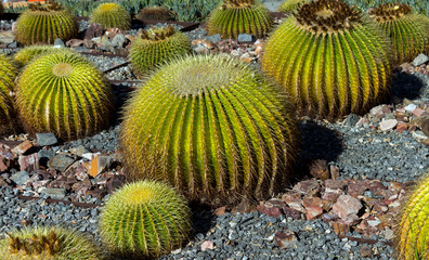 Cactus close-up.