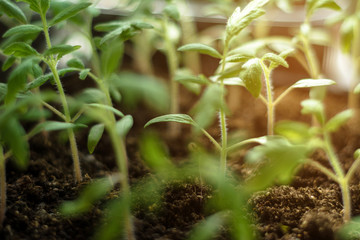 Charming little tomato seedlings on a background of brown soils from black soil