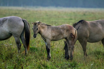 Obraz na płótnie Canvas Wild horses grazing in the meadow on foggy summer morning.