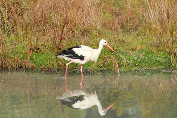 White stork walking, fishing, fishermen and hunt fish on lake in nature. Stork standing in water its natural habitat, Ciconia looking for prey in natural environment at zoo. Bird reflection in water.