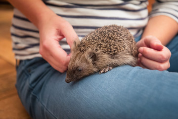 Woman with hedgehog on her thigh, close-up