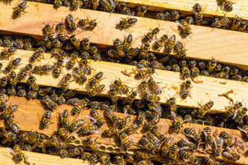 closeup of bees on honeycomb in apiary