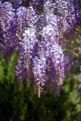 Spring garden - close-up of a blooming  colorful lilac purple drooping wisteria