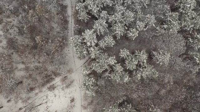 Ascending on forest tree tops under snow 4K drone footage
