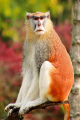 Portrait of a monkey is sitting, resting and posing on branch of tree in garden. Patas monkey is type of primates, tropical exotic wild animals. Monkey look at something in natural environment at zoo.