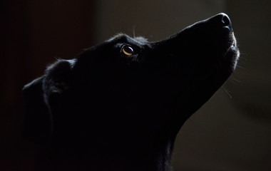 L'anima di un cane si vede negli occhi © Roberta