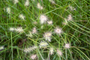 Flowers grass for background in selective focus with vintage filter. - Image