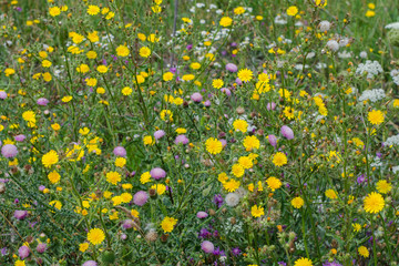 Colorful wildflowers in the field. Weed сommon thistle, hemlock, sow thistle.