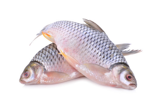 whole round silver barb fish on white background