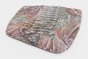 Realistic 3D Render of Trilobite Fossil