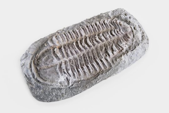Realistic 3D Render of Trilobite Fossil