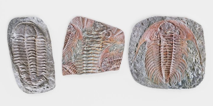 Realistic 3D Render of Trilobite Fossils