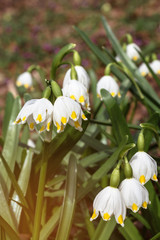 Wonderful spring white flowers are snowdrops with rays of the sun
