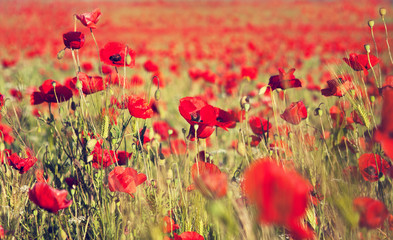 Beautiful field of red poppies.