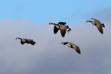canada geese in flight