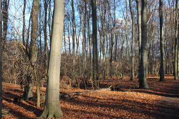 Fototapeta premium Wald forest Bäume tree trunk
