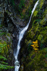 Fototapeta premium waterfall in forest Natural Forest , Seattle ,Washington State