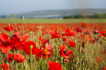 Fototapeta na wymiar Beautiful field of red poppies.