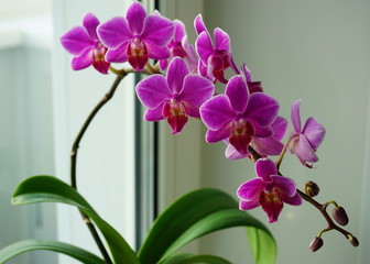 orchid flower on windowsill, closeup