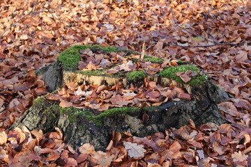 Wald forest Bäume tree trunk