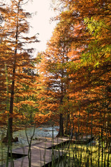 Obraz premium Herbstwald