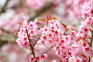 Wild Himalayan Cherry Blossoms in spring season (Prunus cerasoides), Sakura in Thailand, selective focus, Phu Lom Lo, Loei, Thailand.