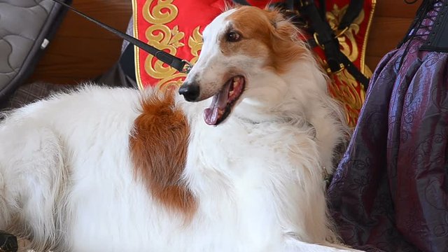 Laying russian wolfhound dog indoors in stable
