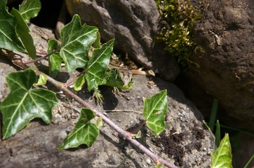 Fototapeta premium Lacerta agilis; male sand lizard basking on rock wall, Swiss Alps