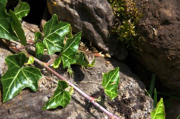 Lacerta agilis; male sand lizard basking on rock wall, Swiss Alps