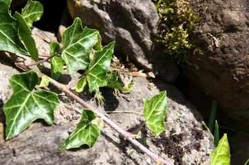Lacerta agilis; male sand lizard basking on rock wall, Swiss Alps