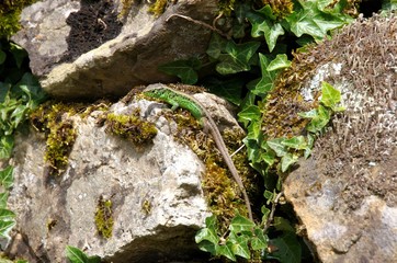 Lacerta agilis; male sand lizard basking on rock wall, Swiss Alps