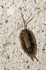 Woodlouse on Wall, Swiss garden