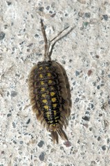 Woodlouse on Wall, Swiss garden
