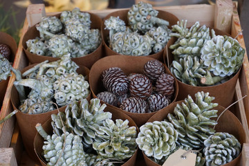 Weihnachtsdekortion  Tannenzapfen und Eukalyptus gewachst - christmas decoration fir cones