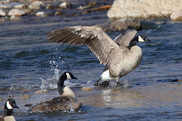 Fototapeta premium canada goose canadensis